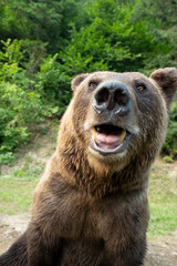 portrait brown bear on the background of forests in the wild in summer.