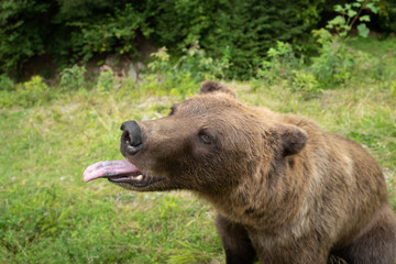 Fototapeta premium Portrait of a brown bear with tongue out in the wild forest