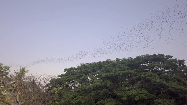 aerial drone shot of flocks of bats flying over the trees.