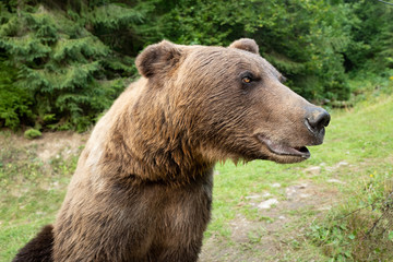 Fototapeta premium portrait brown bear on the background of forests in the wild in summer.