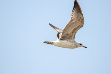 Free flying seagull on the beach