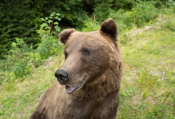 Portrait of a brown bear in a wild forest with a fly sitting on its forehead.