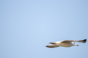 Free flying seagull on the beach