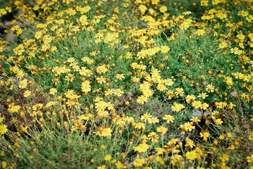 field of yellow dandelions