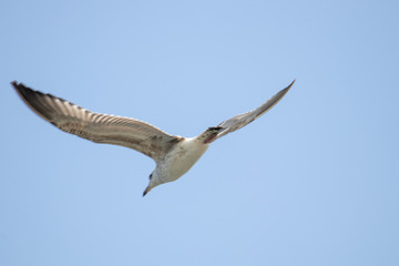 Free flying seagull on the beach