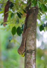 Fototapeta premium Squirrels holding and eating a fruit on the branch