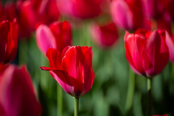 Beautiful spring flowers. Many red tulips