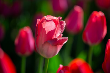 Beautiful spring flowers. Red tulip on a background of nature.