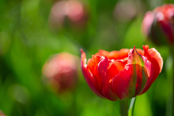 Fototapeta premium Beautiful spring flowers. Red tulip on a background of nature.