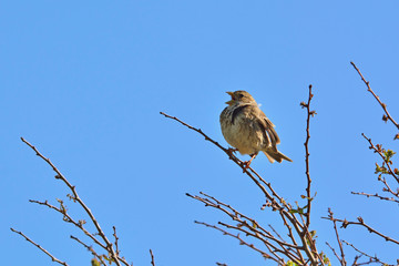 Corn Bunting - Miliaria calandra, Crete, Greece 
