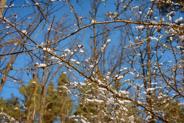 spring forest