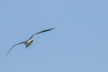 Free flying seagull on the beach