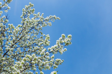 Tree branches with white flowers on a background of blue sky. Flowering branches of apple trees. Blooming gardens, warm spring day. Space for text.