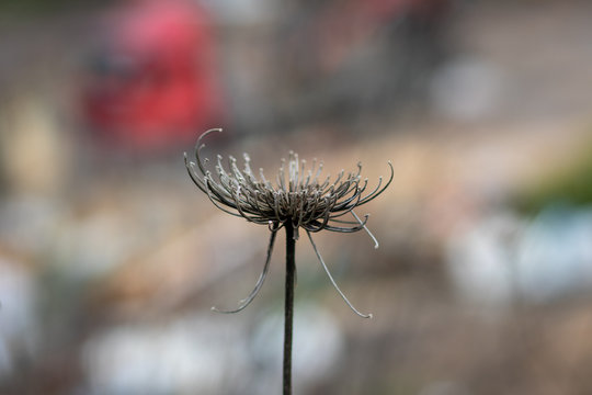 Daucus Carota maximus flower dry, blurred background.