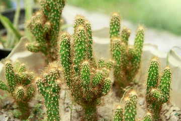 green succulent cactus against blurry background
