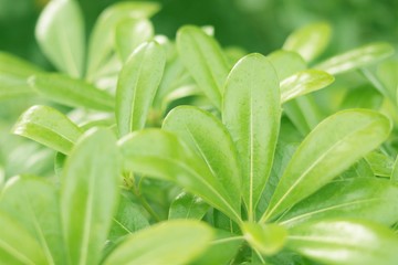 Obraz premium brote de hojas verdes con forma trébol, jardín, verde, fresco, primavera, vegetación, follaje, césped, verde, hojas, naturaleza, fresco