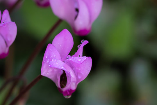 White and pink cyclamen flowers with small drops of dew on petals blurred background