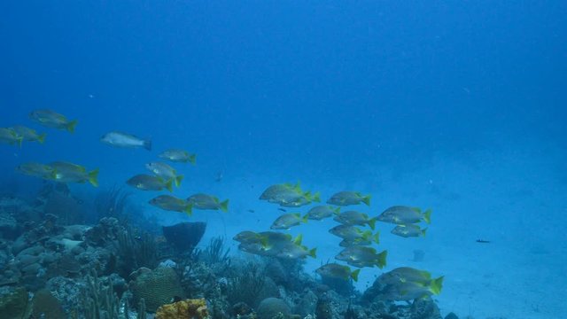 School of Schoolmaster Snapper in turquoise water of coral reef  in Caribbean Sea / Curacao