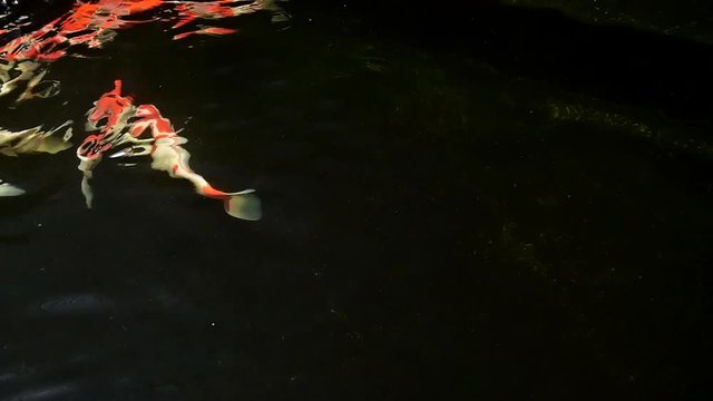 Beautiful Koi fish footage view with dark background