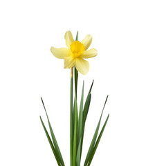 blooming yellow daffodil bud and green leaves isolated on white background, spring flower