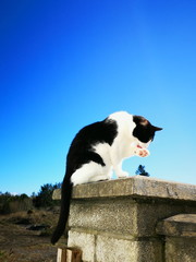 back and white cat sitting on a wall licking its paw, bright blue sky behind it