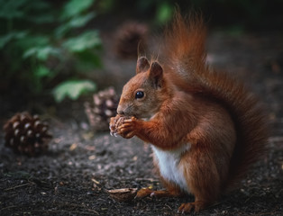 Naklejka na ściany i meble Fressendes Eichhörnchen auf dem Waldboden