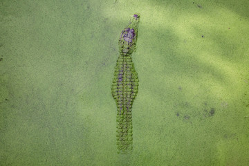 Alligators in The Alligator Farm in Mobile, Alabama, USA. Portrait of big alligator resting in the...