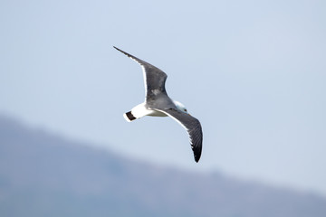 Free flying seagull on the beach