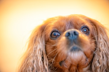 Naklejka premium Portrait of a Cavalier King Charles Spaniel dog