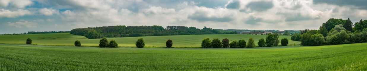 alley of trees with different leaves colors between two fields