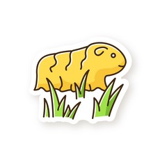 Guinea pig patch. Shaggy rodent in grass. Pocket pet. Adorable domestic cavy in fresh air. Cute little cavia. Local Peruvian wildlife. RGB color printable sticker. Vector isolated illustration