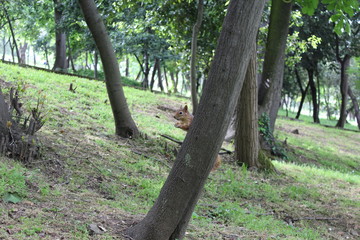 Fototapeta na wymiar Little squirrel is walking around between trees and grass and looking for nuts.