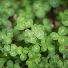 Kleeblatt vierblättriges four-leaf clover shamrock Ireland Irland Glück luck good fortune Wealth...