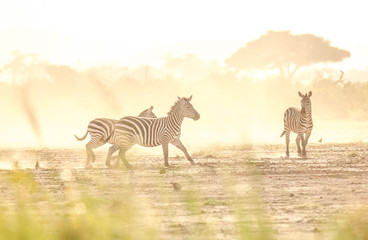 Zebra fighting in savanna