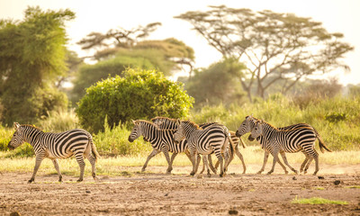 Obraz premium Zebra fighting in savanna