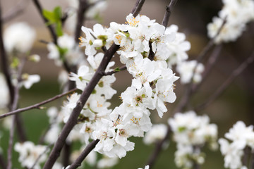 Flowers of the cherry blossoms on a spring day.High resolution photo.