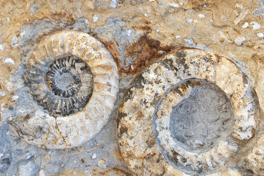 Zwei versteinerte Ammoniten in Nahaufnahme - Fossilien der Erdgeschichte