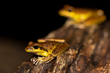 Northern stony creek frogs (Litoria jungguy) near water at night in Queensland rainforest, Australia