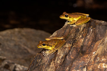 Northern stony creek frogs (Litoria jungguy) near water at night in Queensland rainforest, Australia