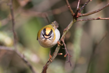 Firecrest passerine bird in forest