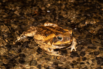 Cane toad (Rhinella marina) in an Australian creek