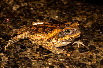 Cane toad (Rhinella marina) in an Australian creek