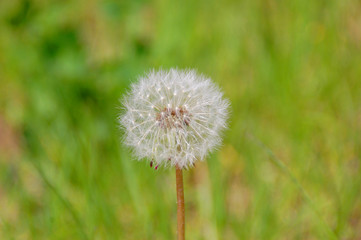 Fototapeta premium Dandelion flower with dandelion seeds in the green grass. Summer background. Flowering of dandelions landscape, spring, ecology, floral concept
