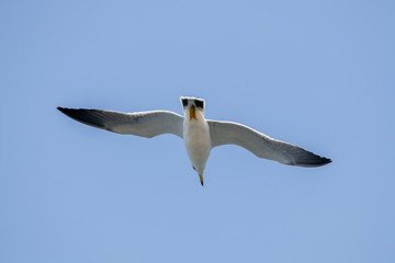 Free flying seagull on the beach