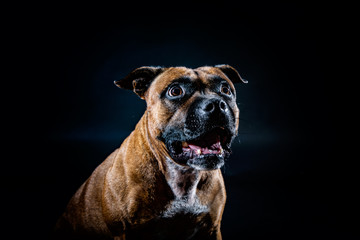 staffordshire terrier portrait