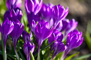Crocus spring flowers in garden. Sunny time springtime day with sunshine light. Close-up. Shallow depth of field.