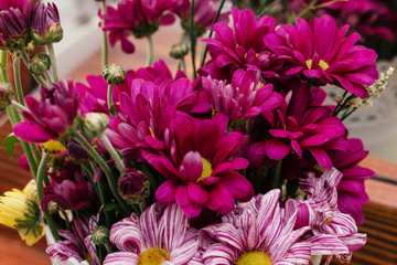 Obraz premium Bouquet of colorful chrysanthemums close up.Present concept for Birthday, mother's Day, 8 March.Selective focus.Blurred background.