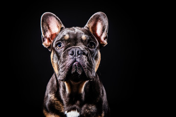 french bulldog pup pooch portrait