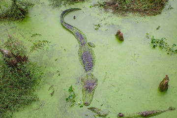 Alligators in The Alligator Farm in Mobile, Alabama, USA. Portrait of big alligator resting in the...