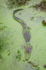 Alligators in The Alligator Farm in Mobile, Alabama, USA. Portrait of big alligator resting in the...